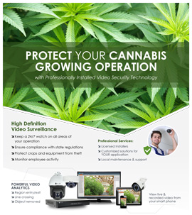 Cannabis Growing Operation Security Solutions